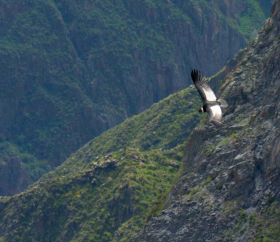 Cañón del Colca
