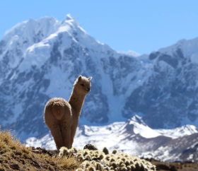 https://www.peru.travel/Contenido/General/Imagen/es/237/1.1/ausangate.listado.jpg