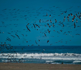 Playa Mejía