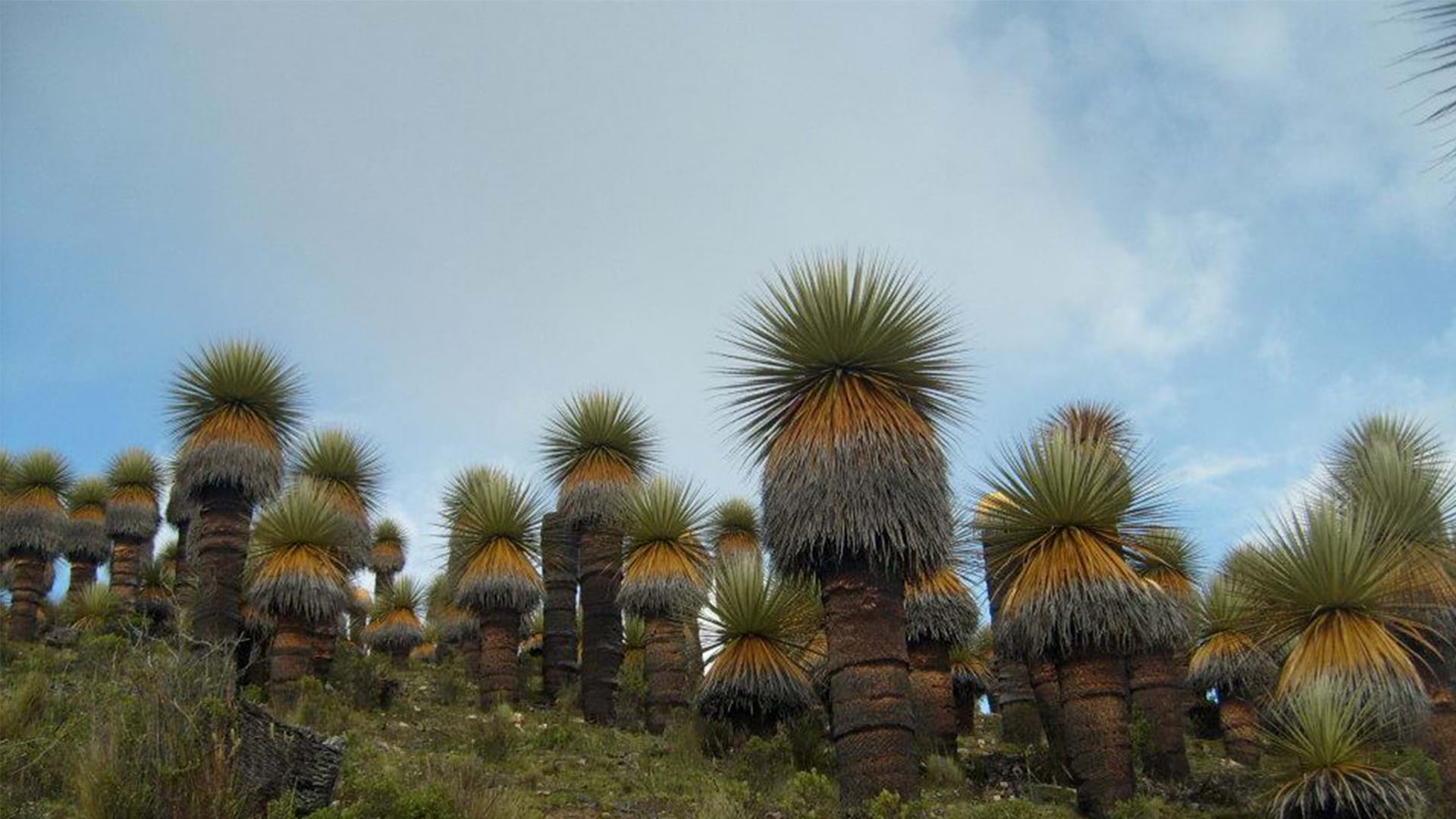 Bosque de Puyas de Raimondi