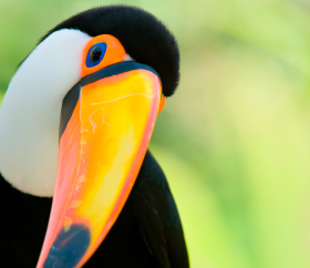 https://www.peru.travel/Contenido/General/Imagen/es/377/1.1/tucan.listado.jpg