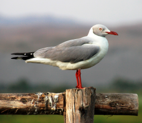 https://www.peru.travel/Contenido/General/Imagen/es/379/1.1/gaviota-cabeza-gris.listado.jpg