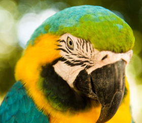 Guacamayo azul y amarillo, Iquitos
