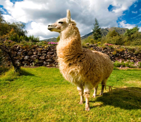 https://www.peru.travel/Contenido/General/Imagen/es/423/1.1/Alpaca.listado.jpg