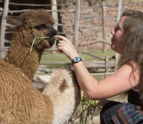 https://www.peru.travel/Contenido/General/Imagen/es/455/1.1/Awanakancha.listado.jpg