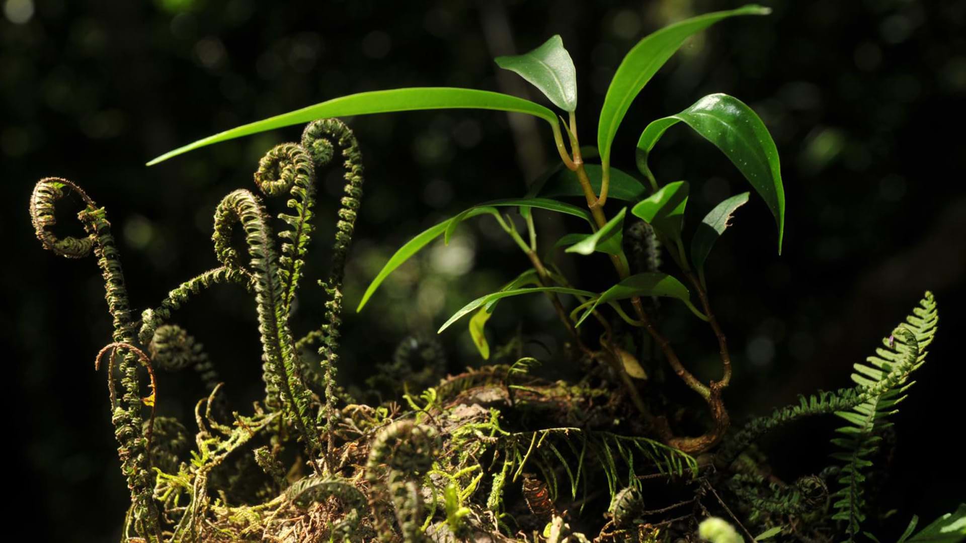 Helecho en el Santuario Nacional Pampa Hermosa