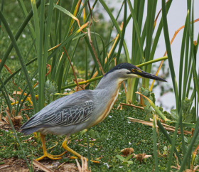 Garza Estriada