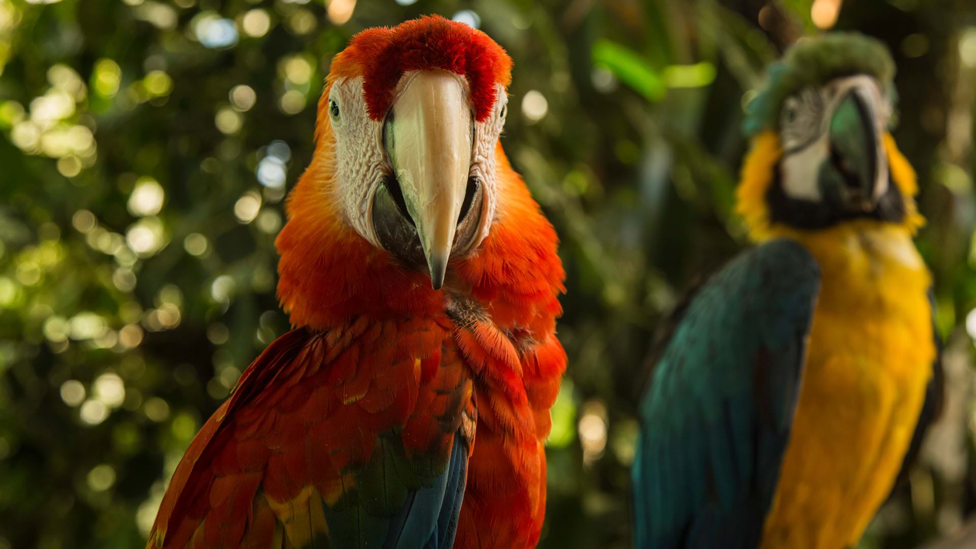 Guacamayos en Tambopata