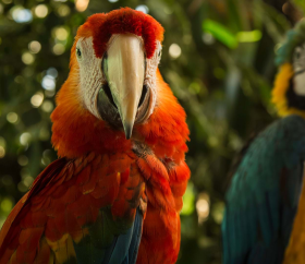 Guacamayos en Tambopata
