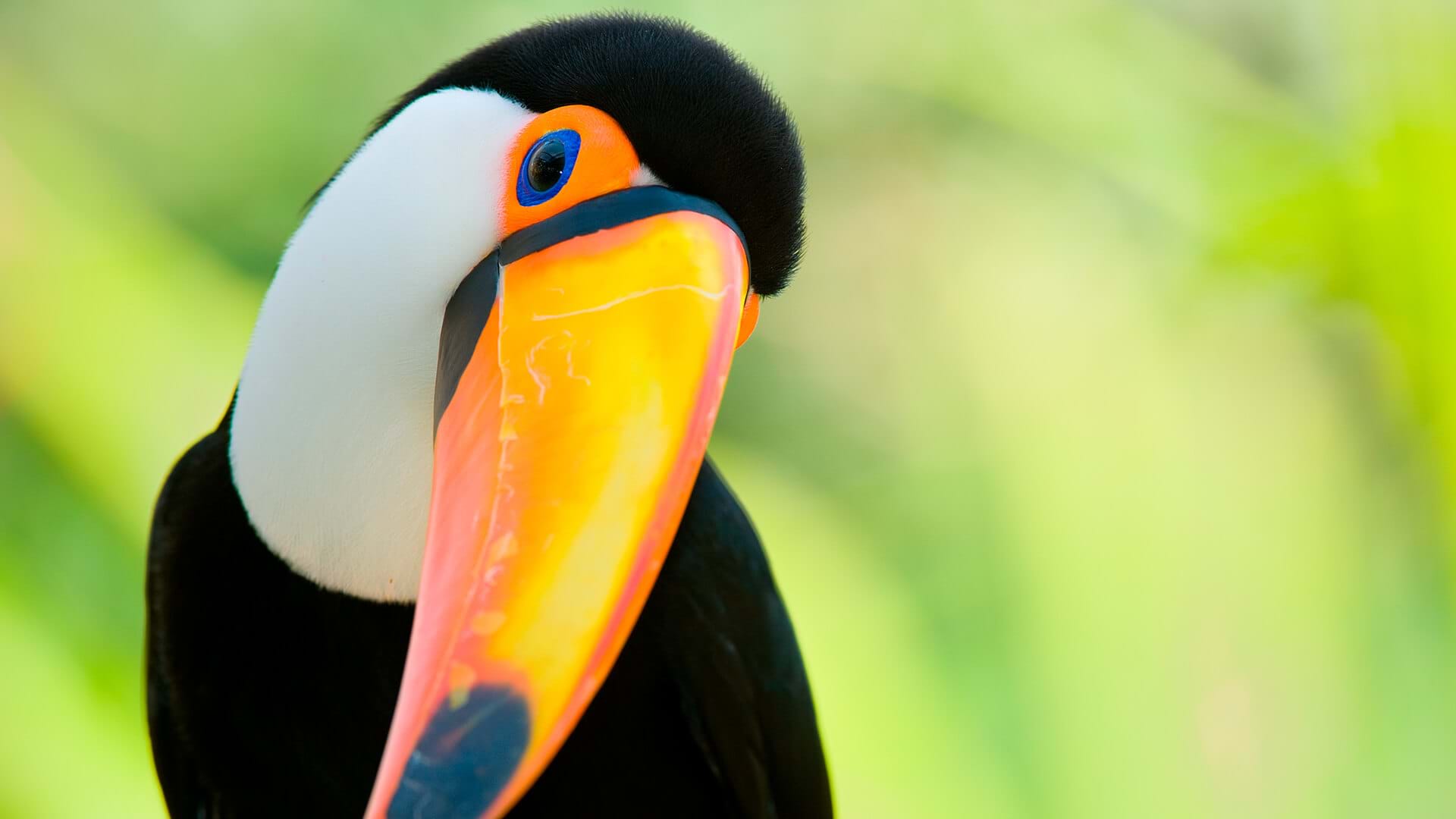 Tucán