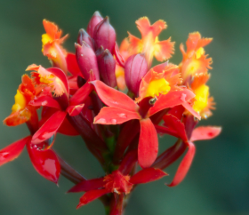 Orquídea en Machupicchu