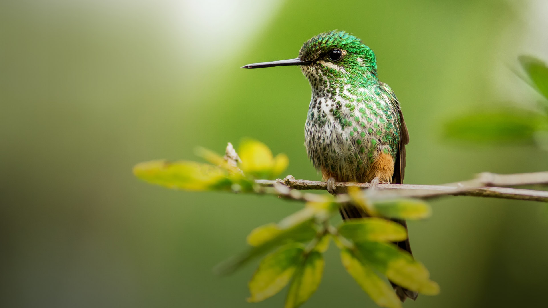 Colibrí en el Manu