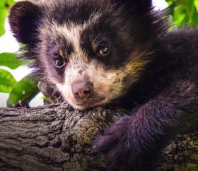 Pequeño oso de anteojos. / 