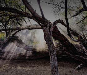 Árbol milenario en los Bosques de Pómac, Lambayeque