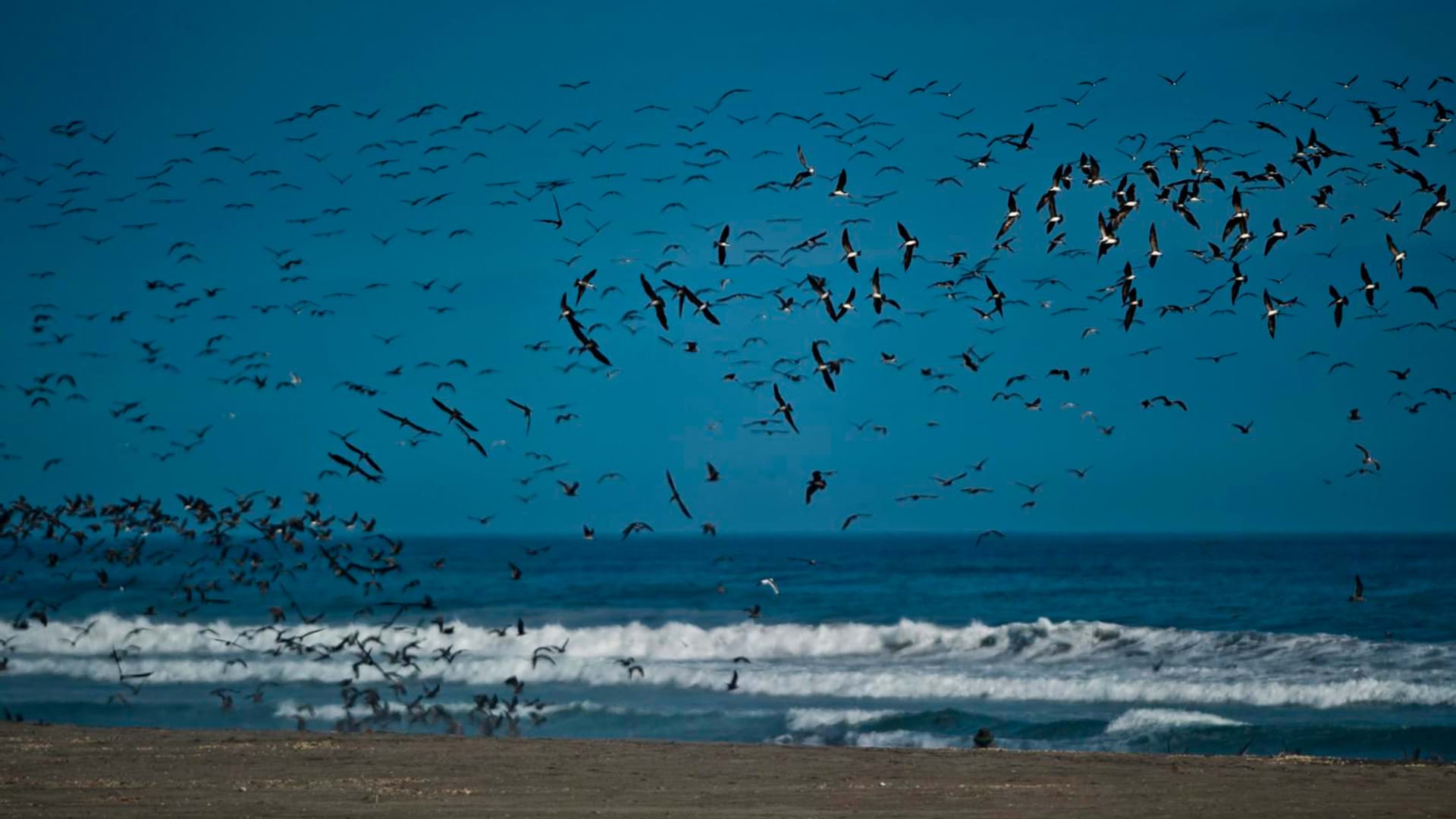 PLaya Mejia