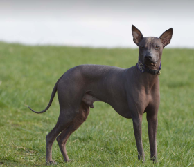 Perro peruano