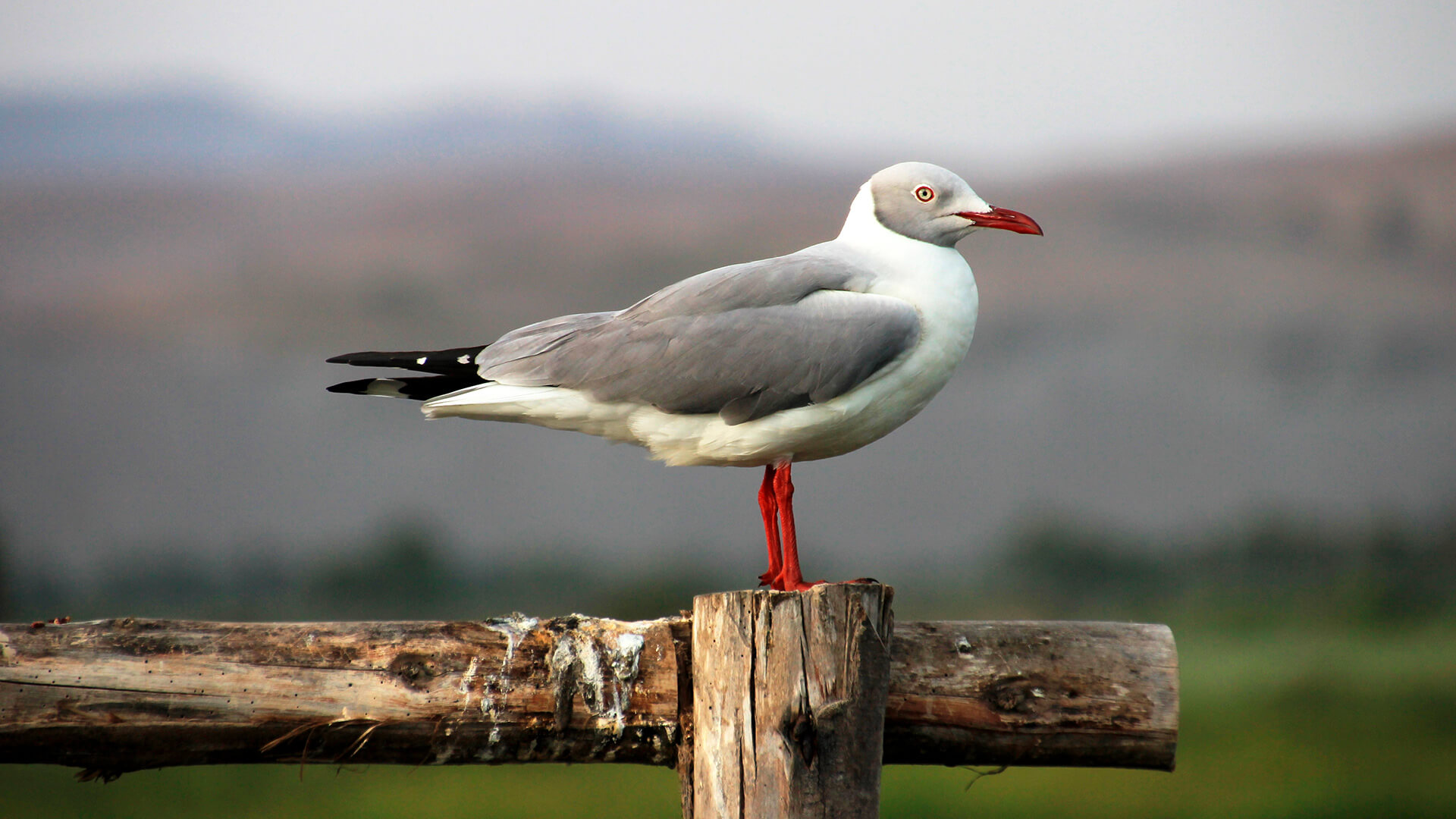 Gaviota cabeza gris
