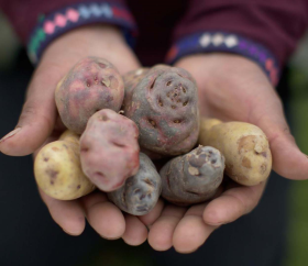 https://www.peru.travel/Contenido/General/Imagen/es/699/1.1/papas-peruanas-cusco.listado.jpg