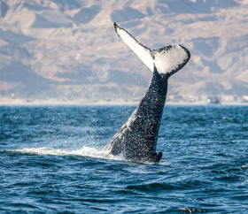 Ballena en Los Órganos
