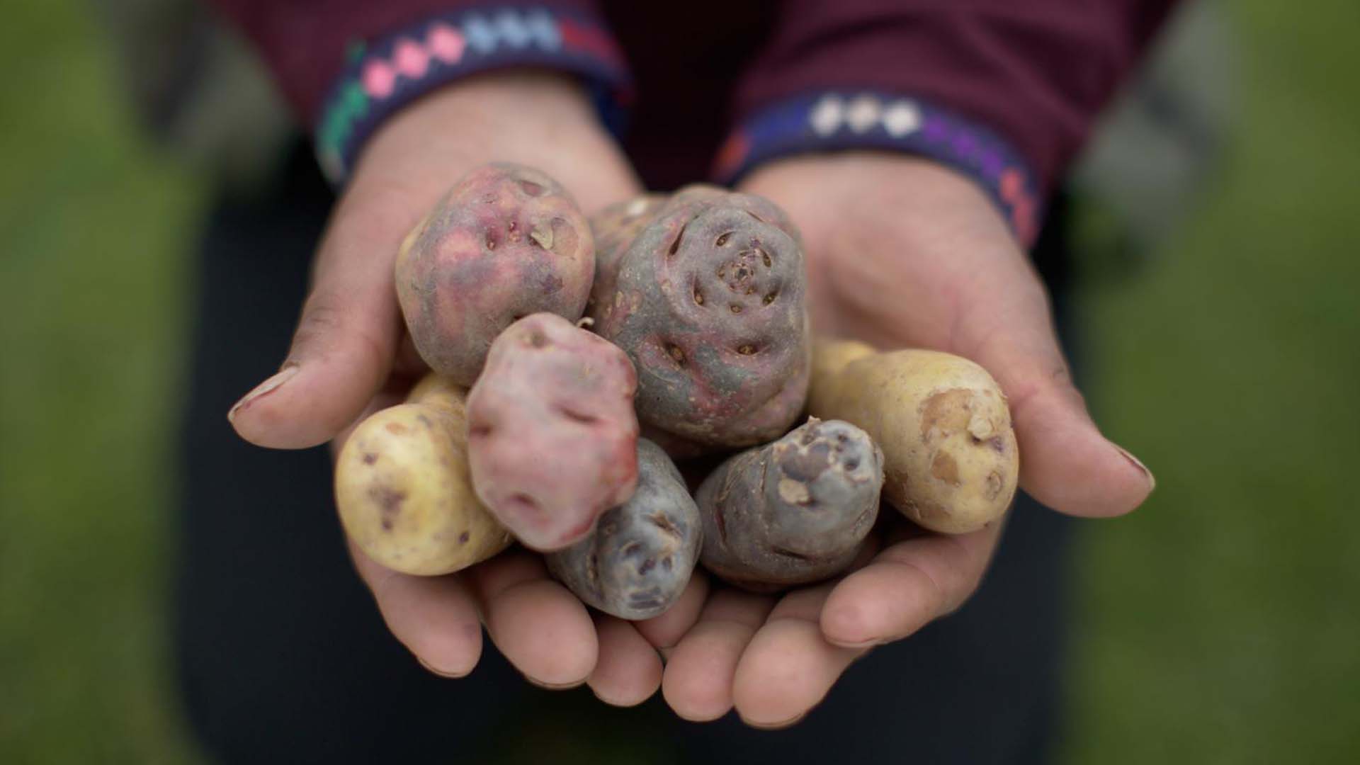 Papas peruanas