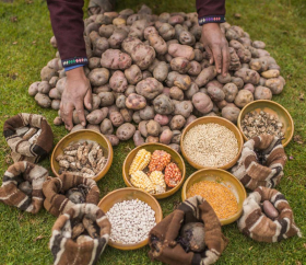https://www.peru.travel/Contenido/General/Imagen/es/730/1.1/parque-de-la-papa.listado.jpg