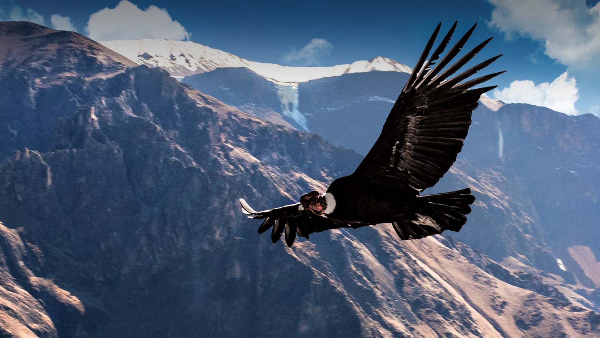 “Cóndor pasa”, canción considerada como el segundo Himno Nacional del Perú
