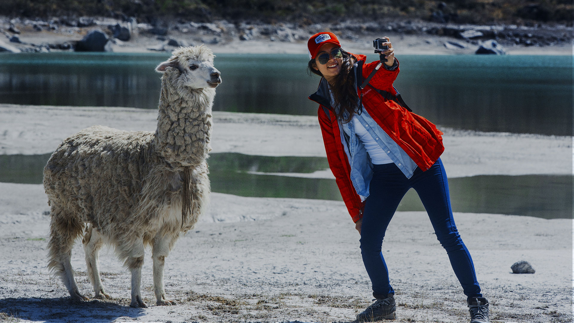Alpacas en la Laguna de Queushu, Yungay
