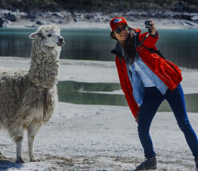 Alpacas en la Laguna de Queushu, Yungay