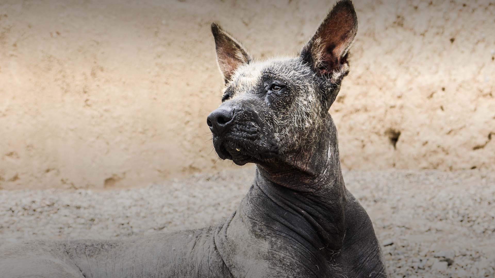 Perro peruano calato
