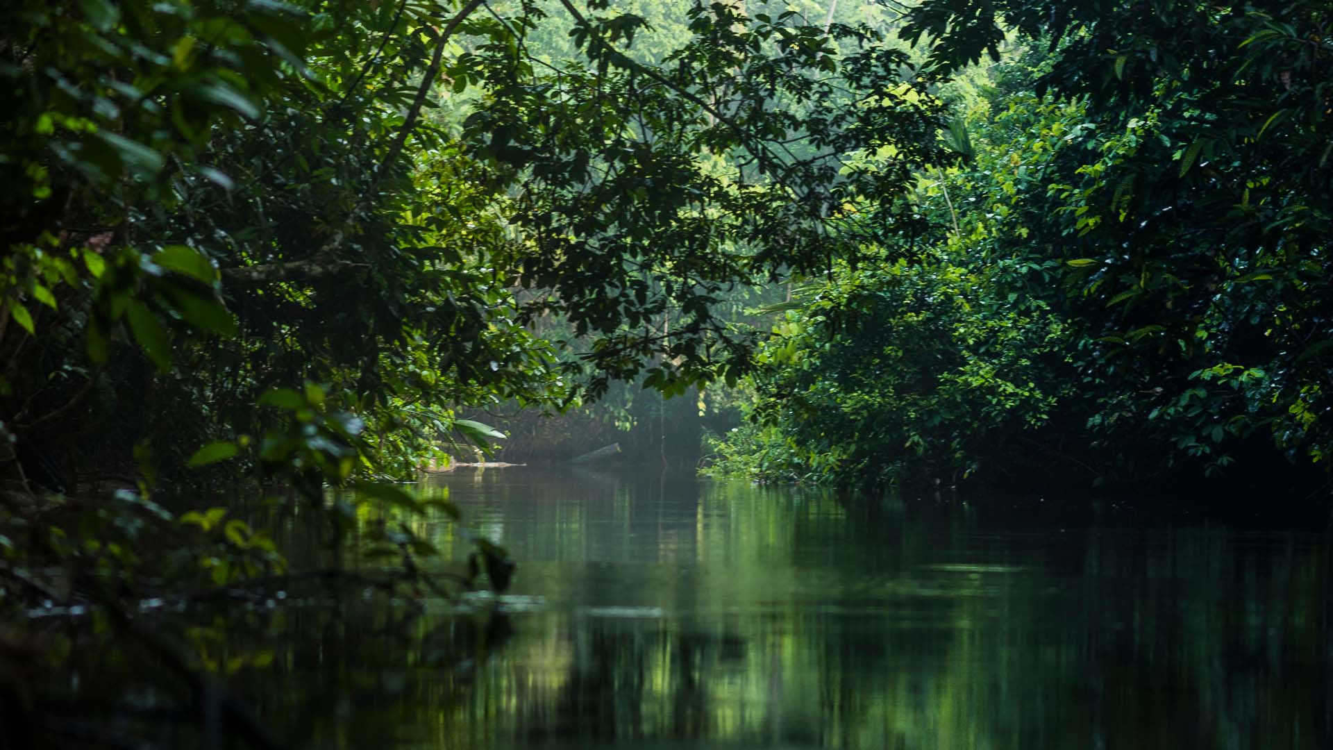 Pacaya Samiria Selva Baja
