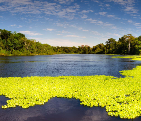 Reserva Nacional Pacaya Samiria