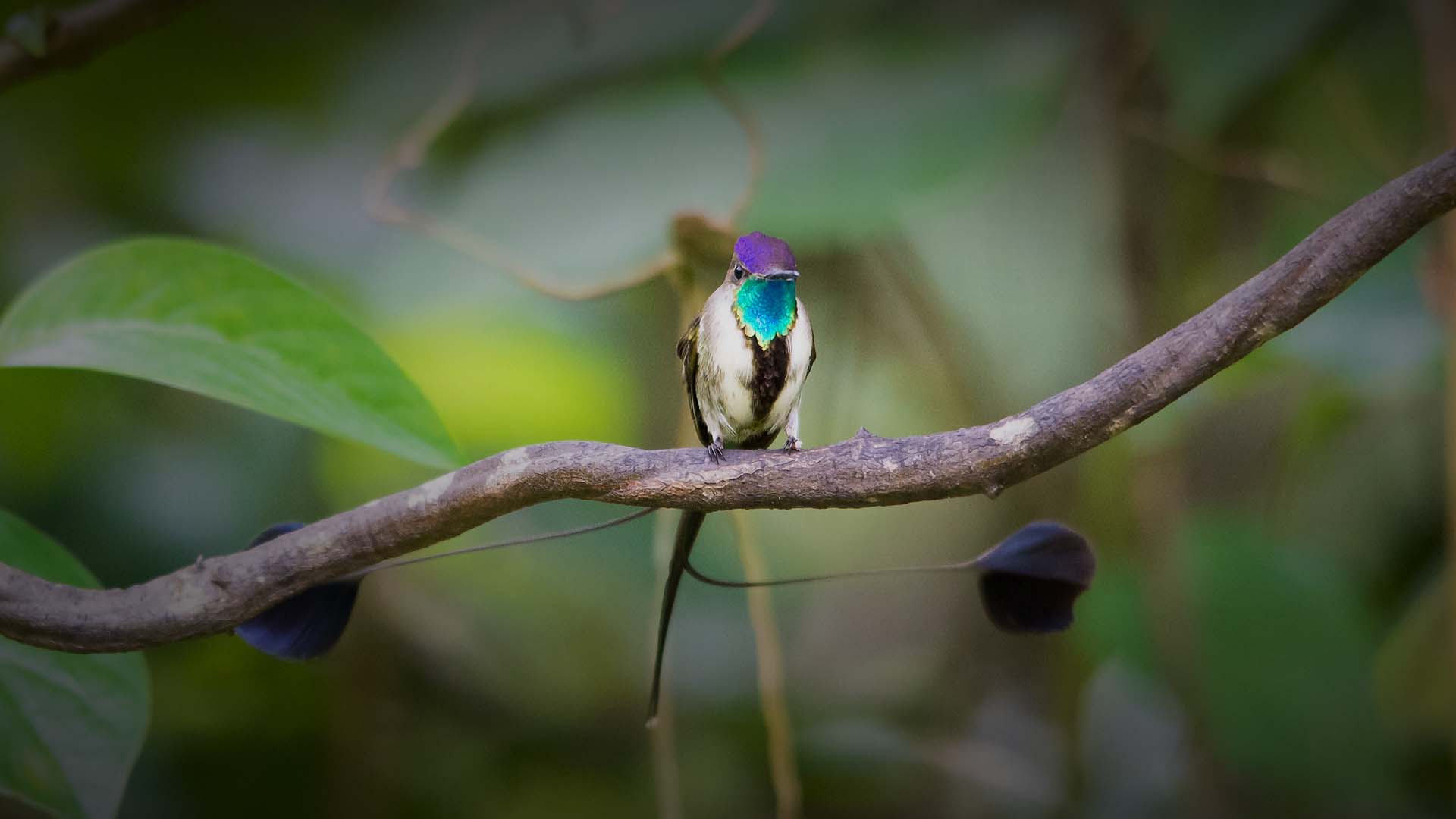 Colibrí cola de espátula, el ave más hermosa del mundo, endémica del Perú Colibrí cola de espátula, el ave más hermosa del mundo, endémica del Perú