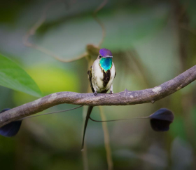 https://www.peru.travel/Contenido/General/Imagen/es/852/1.1/peru-colibri-cola-espatula.listado.jpg
