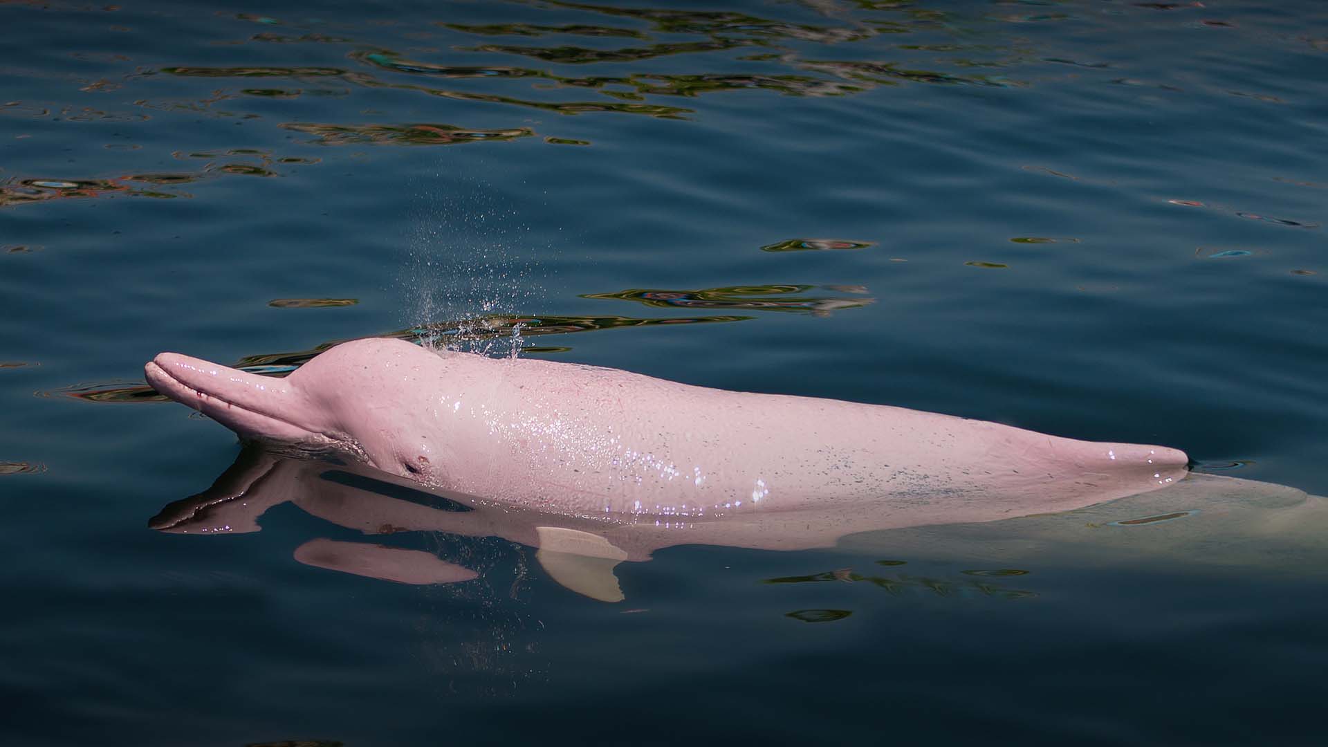 Delfines Rosados Amazonas