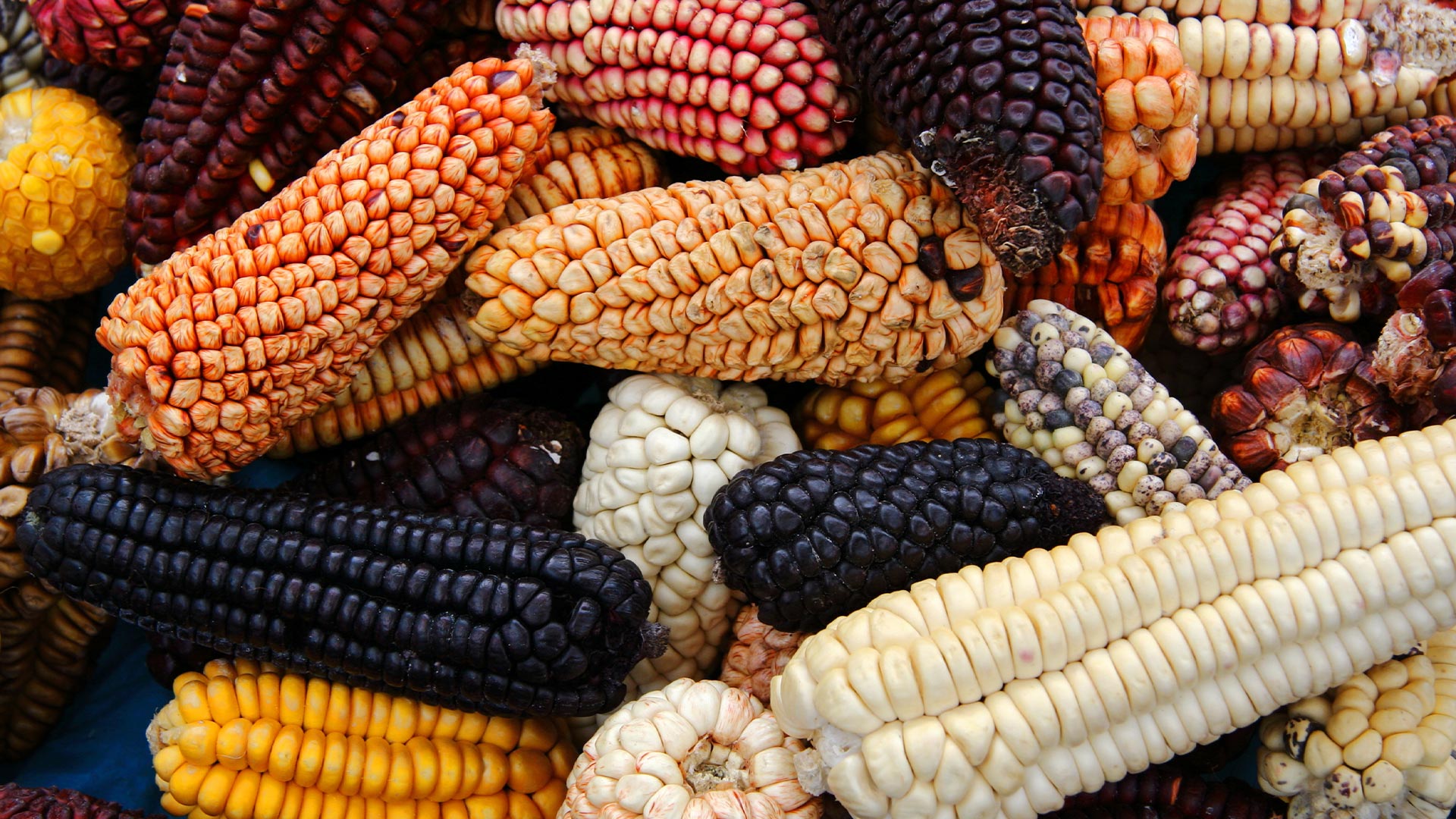 Maíces peruanos