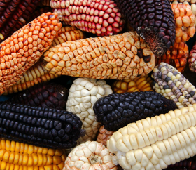 Maíces peruanos