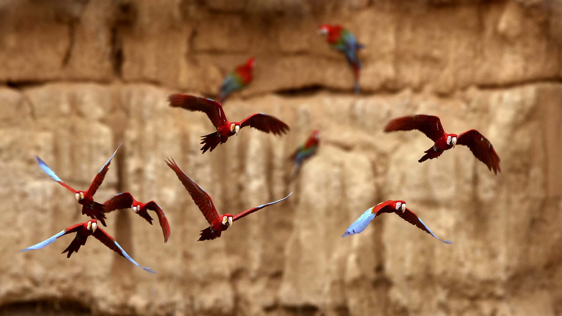 Guacamayos rojos en el Parque Nacional del Manu