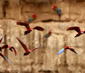 https://www.peru.travel/Contenido/General/Imagen/es/98/1.1/guacamayos-rojos-manu.listado.jpg