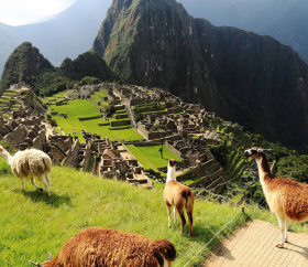 https://www.peru.travel/Contenido/General/Imagen/es/993/1.1/machupicchu-llamas-home.listado.jpg