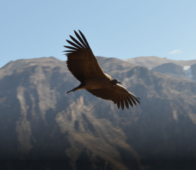 Vol du condor des Andes.