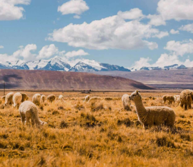 Reserva-de-auquénidos-en-Puno-desktop