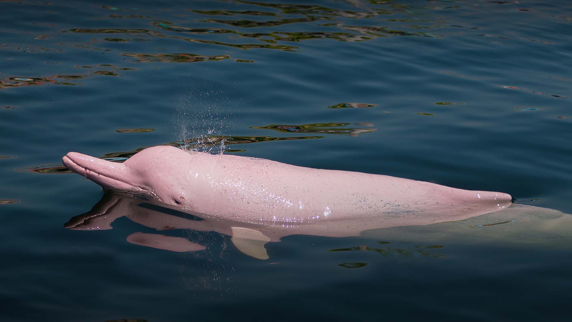 Tipos de delfines en extincion.