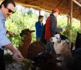 Turistas e alpacas em Awana Kancha, Cusco. / © PROMPERÚ