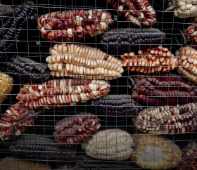 Variedades de milho peruano / ©SHUTTERSTOCK