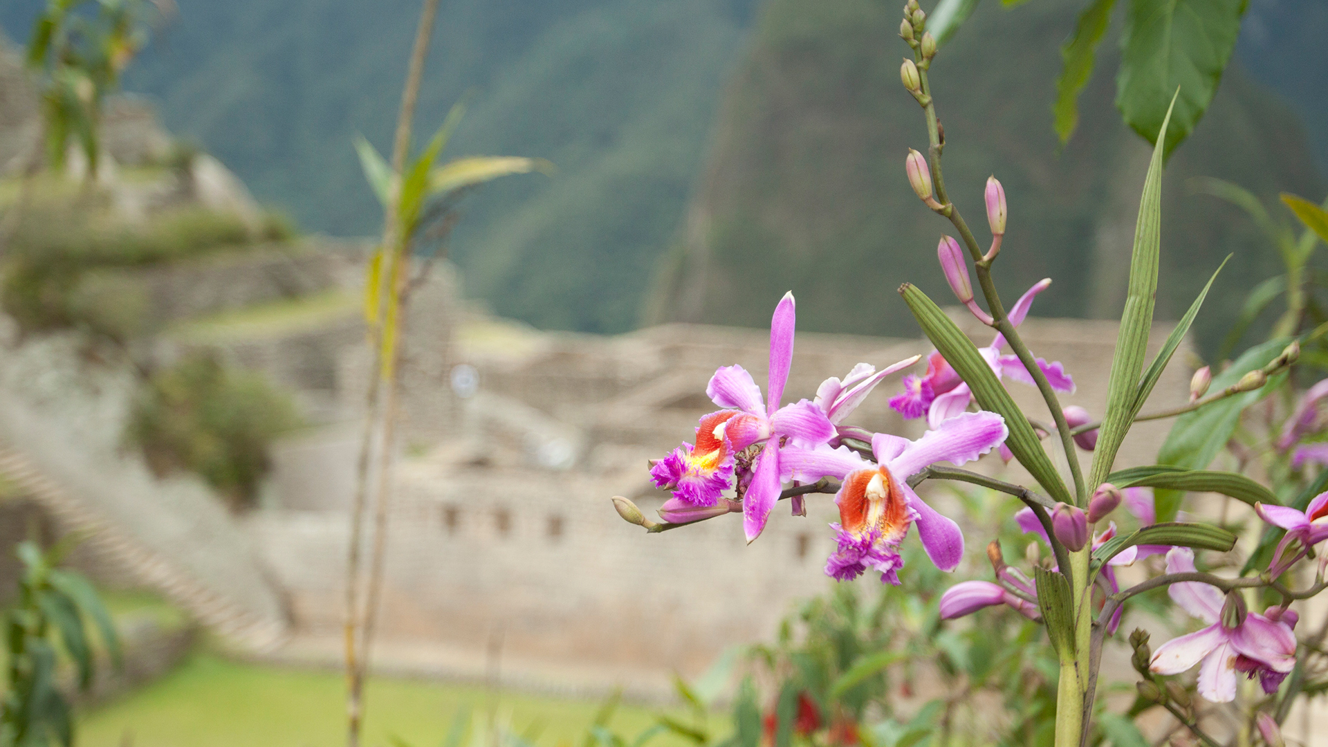 Flora in Machu Picchu, Cusco