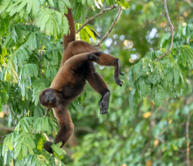 Humboldt woolly monkey in Pacaya Samiria Reserve