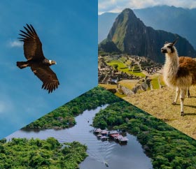 Peruvian biodiversity