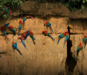 A flock of colorful macaws in Madre de Dios. 