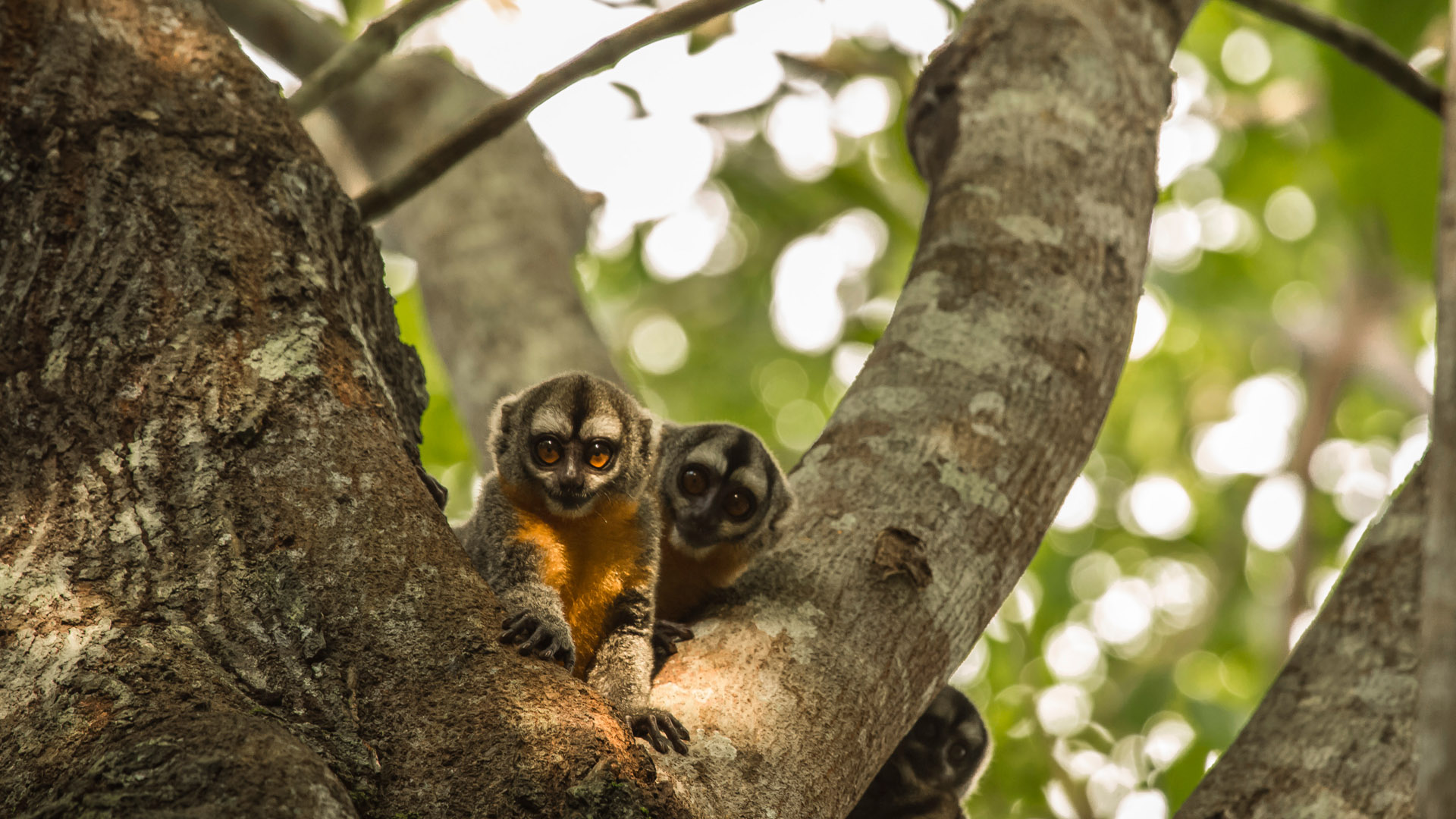 Fauna en Pacaya Samiria
