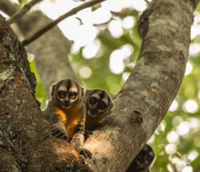 Fauna en Pacaya Samiria